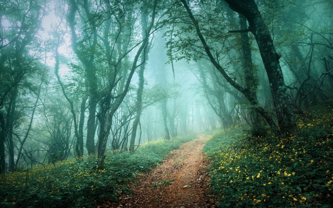 SEO writing services. Road through a mysterious dark forest in fog with green leaves and yellow flowers. Spring morning in Crimea. Magical atmosphere. Fairytale.